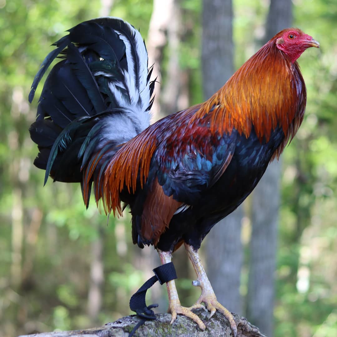 Albany Rooster For-Sale Online