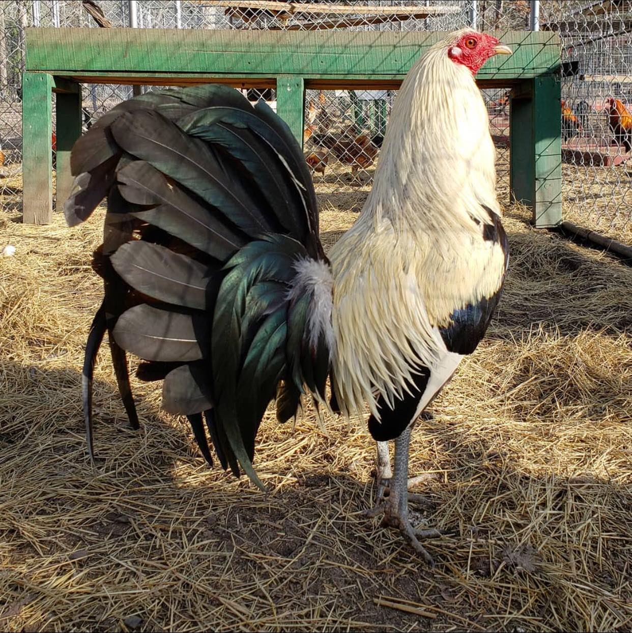 CLEMENT GREY ROOSTER FOR-SALE