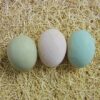Order Easter-Egger Hatching Eggs-Online