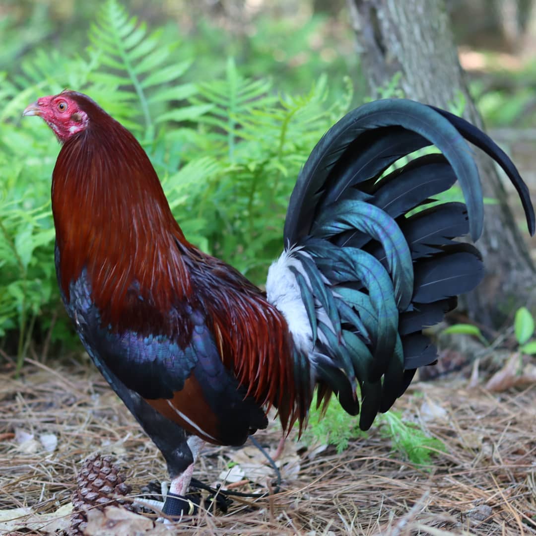 Lacey Roundhead-Rooster For Sale