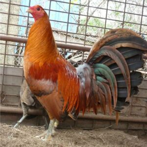 Purchase strong Red Quail
