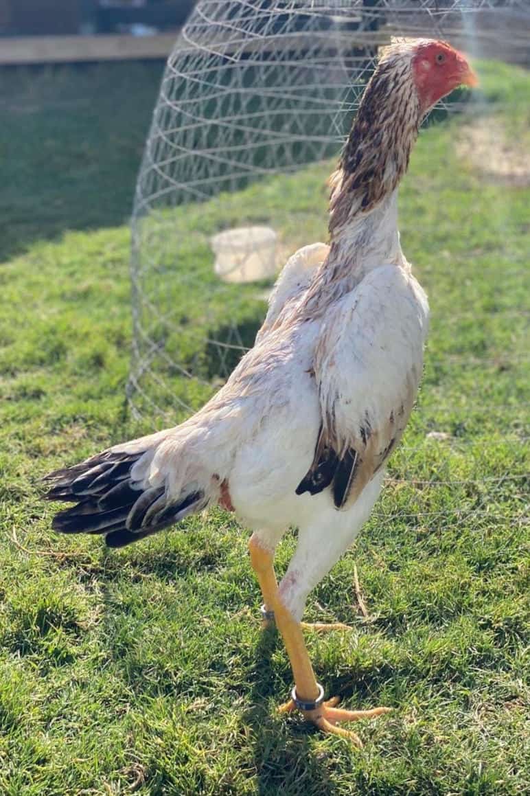Shamo Roosters For-Sale Online